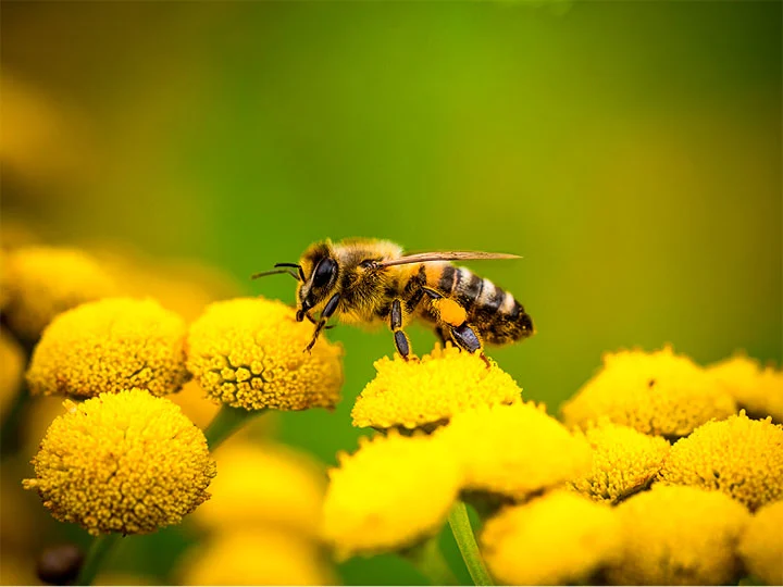 Vignette Biodiversité